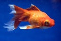 Telescope Eye Goldfish Royalty Free Stock Photo
