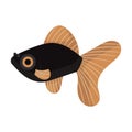 Telescope fish aquarium water animal nature and vector underwater aquatic art. Tropical illustration fish with tail and fin.