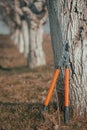 Telescopic ratchet bypass lopper leaning on to walnut tree in orchard Royalty Free Stock Photo