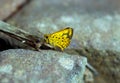 Telicata bambusae, the dark palm dart Royalty Free Stock Photo