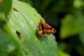 Telicata bambusae, the dark palm dart Royalty Free Stock Photo