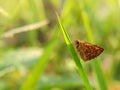 Telicota bambusae - Indian Dart butterfly resting at grass Royalty Free Stock Photo