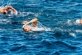 Swimming competition in Mediterranean sea - Tellaro La Spezia Liguria Italy Royalty Free Stock Photo