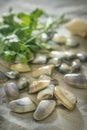 Telline cockles Royalty Free Stock Photo