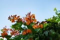 Telman`s honeysuckle. Flowering honeysuckle Bush. Orange honeysuckle flowers. Nature floral background