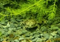 Telmatobius culeus, commonly known as the Titicaca water frog, underwater at the Dallas City Zoo.