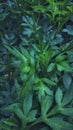 Telo leaves that I planted in the back of house