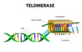 Telomerase elongates telomere