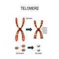 Telomere. Vector illustration for scientific, medical and educa Royalty Free Stock Photo