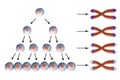 Telomere shortening with each round of cell division