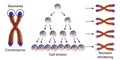 Telomere shortening with each round of cell division