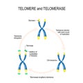 Telomere and telomerase. Aging process