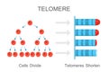 Telomeres Shorten with Age Diagram Royalty Free Stock Photo