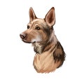 Telomian breed of dog native to Malaysia. Anjing Kampung. Digital art illustration. Animal watercolor portrait closeup isolated