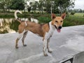 Telomian or Indian Pariah Pye-dog Aspin Basenji