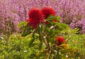 Telopea Braidwood Brilliant a Proteaceae in Aust native garden 1