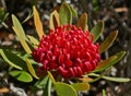 Telopea Braidwood Brilliant a Proteaceae in Aust native garden 1