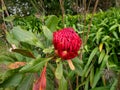 Telopea speciosissima or New South Wales waratah plant Royalty Free Stock Photo