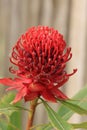 Telopea speciosissima Royalty Free Stock Photo