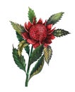 Telopea waratah australian red flower watercolour illustration isolated on white