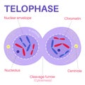 Telophase is the final phase of mitosis. Royalty Free Stock Photo