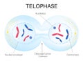 Telophase is the phase of the cell cycle. Royalty Free Stock Photo