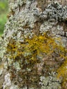 Teloschistes flavicans and Physcia stellaris, mushrooms growing on a tree