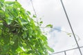 Telosma cordata or Tonkinese creeper plant on trellis under cloud blue sky in Houston, Texas Royalty Free Stock Photo