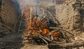 Temazcal, Traditional native sweat lodge with hot stones Royalty Free Stock Photo