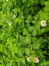 Tembelekan ornamental plants or Lantana camara Royalty Free Stock Photo