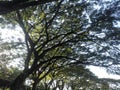 A tembesi tree under the blue sky