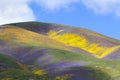 Temblor Range Wildflower