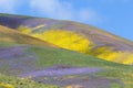 Temblor Range Wildflower