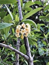 Tembusu or Anan or Fagraea fragrans or Ironwood or Kan krao flowers. Royalty Free Stock Photo