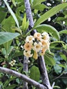 Tembusu or Anan or Fagraea fragrans or Ironwood or Kan krao flowers. Royalty Free Stock Photo