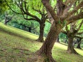 Tembusu Trees on Hill Slope Royalty Free Stock Photo