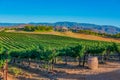 California Vineyard glows in late light of the day Royalty Free Stock Photo