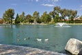 Temecula duck pond Royalty Free Stock Photo