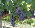 Temecula Valley Grape Cluster
