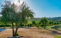 Temecula wine country with sun rays through tree Royalty Free Stock Photo