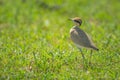 Temminck courser walks left across sunlit grass