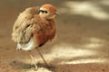 Temminck's courser