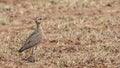 Temminck`s Courser Chick in Arid Field