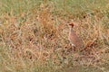 Temminck`s courser, Cursorius temminckii, bird sitting in the sand grass, Kruger NP, South Africa. Wildlife scene from nature,