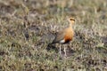 Temminck`s courser, Cursorius temminckii in the grass