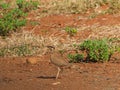 Temminck\'s courser, Cursorius temminckii. Madikwe Game Reserve, South Africa