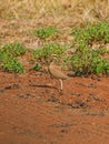 Temminck\'s courser, Cursorius temminckii. Madikwe Game Reserve, South Africa