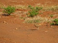 Temminck\'s courser, Cursorius temminckii. Madikwe Game Reserve, South Africa