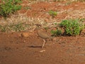 Temminck\'s courser, Cursorius temminckii. Madikwe Game Reserve, South Africa