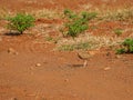 Temminck\'s courser, Cursorius temminckii. Madikwe Game Reserve, South Africa